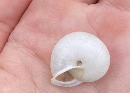 White-lip Globe Snail