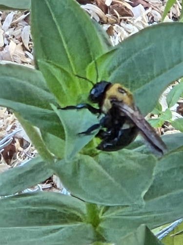 Eastern Carpenter Bee
