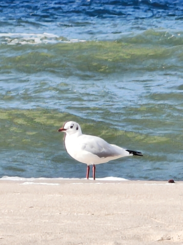 Black-headed Gull