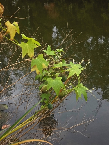 prickly cucumber