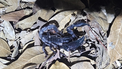 Giant Blue Scorpion