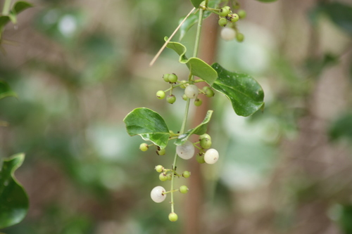 Azima sarmentosa (Azima sarmentosa)