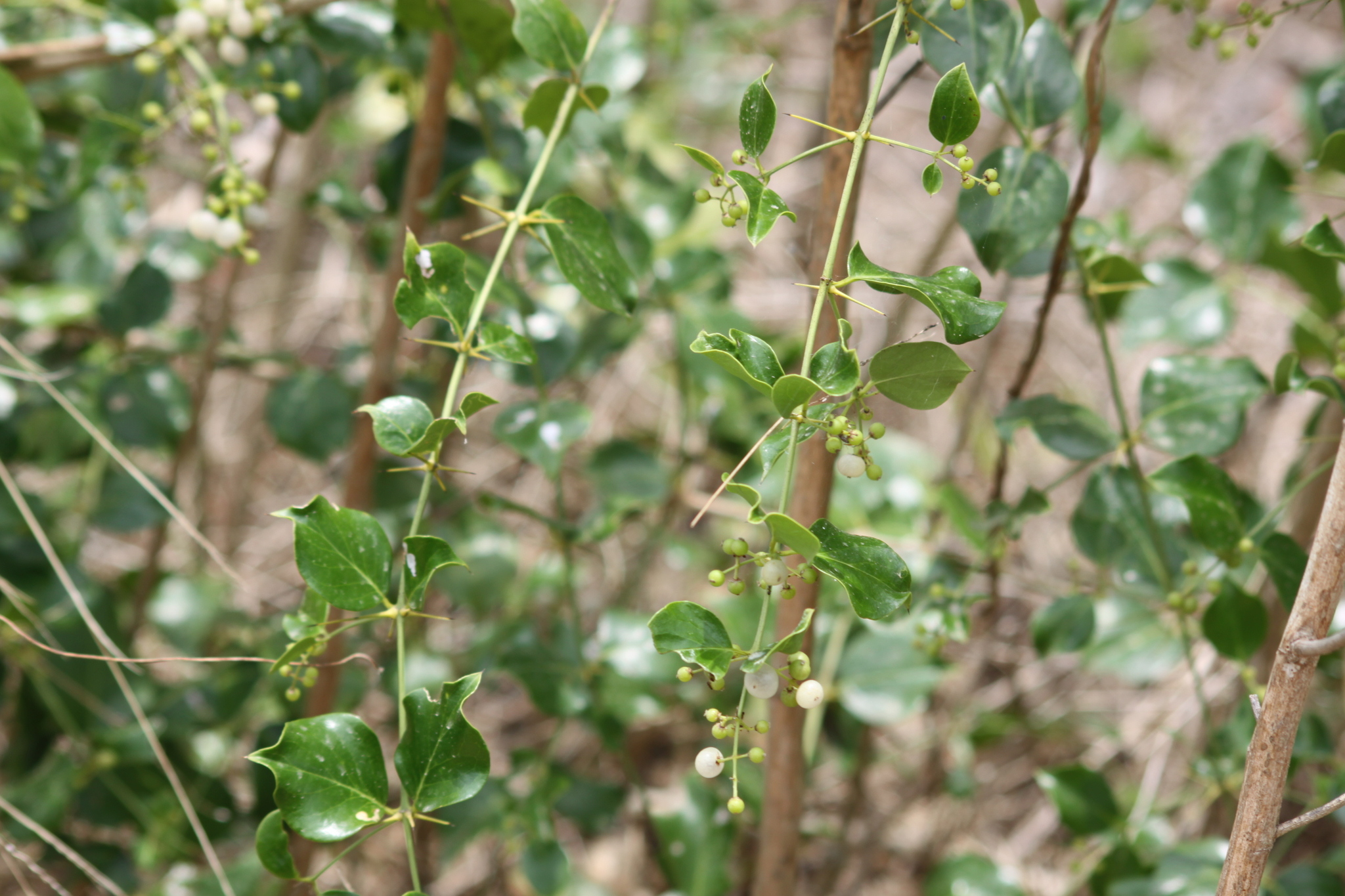 Azima sarmentosa — ảnh 2