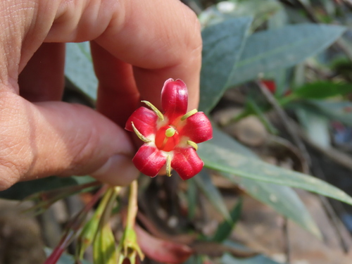 Augusta longifolia