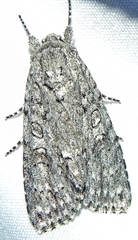 Acronicta impleta