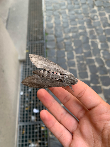 Convolvulus Hawkmoth