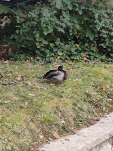 Mallard