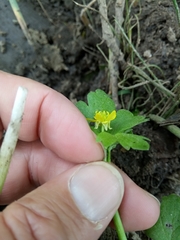 Ranunculus muricatus image