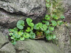 Centella asiatica, photograph author not stated, no rights reserved