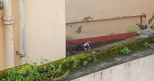 Indian Pied Starling