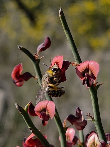 Trichocolletes orientalis
