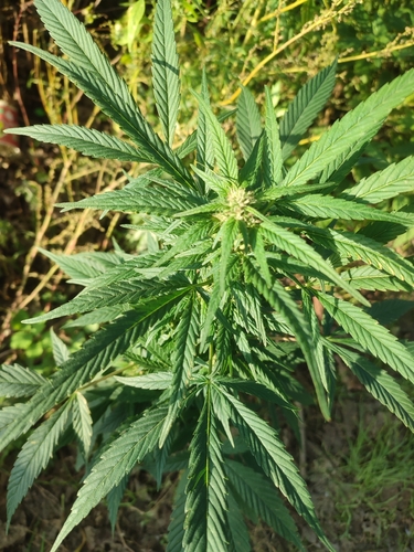 Cannabis
