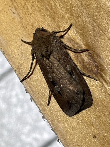 Bogong Moth