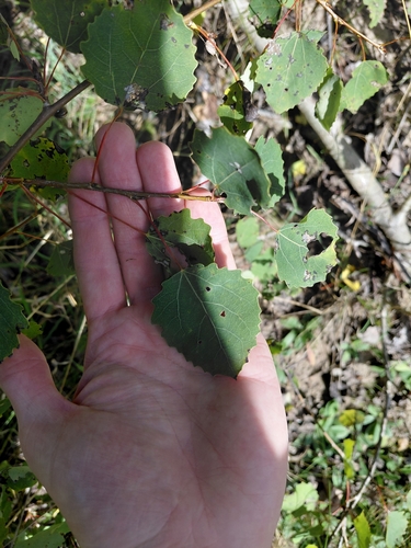 European aspen