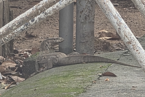 Bengal Monitor