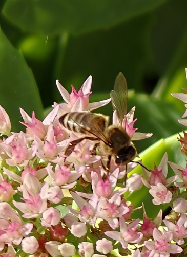 Western Honey Bee