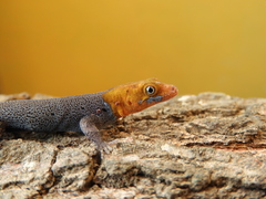 Gonatodes albogularis fuscus