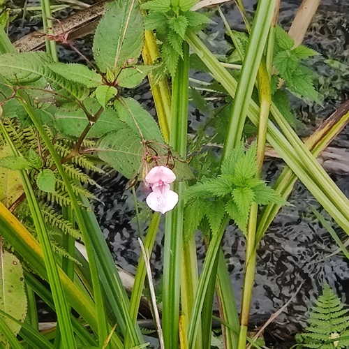 Himalayan balsam