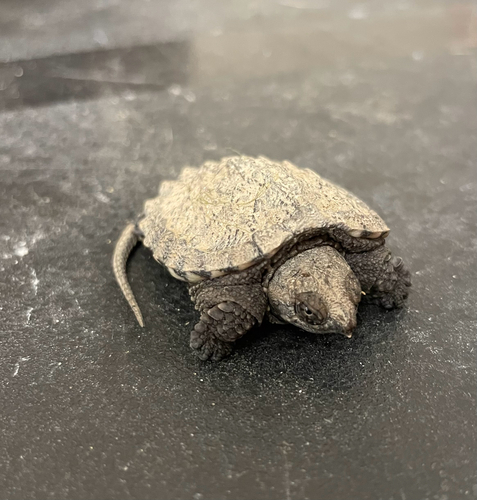 Common Snapping Turtle
