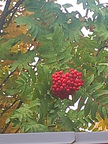 European mountain ash