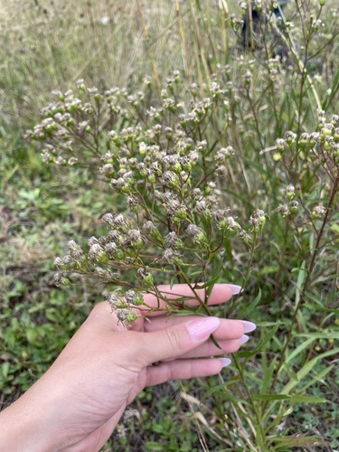 white flat-topped goldenrod