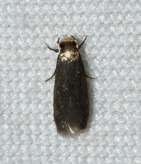 Phaeoses sabinella
