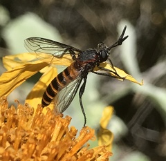 Phyllomydas scitulus