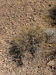 Ambrosia dumosa, photograph (c) CK2AZ, some rights reserved (CC BY)