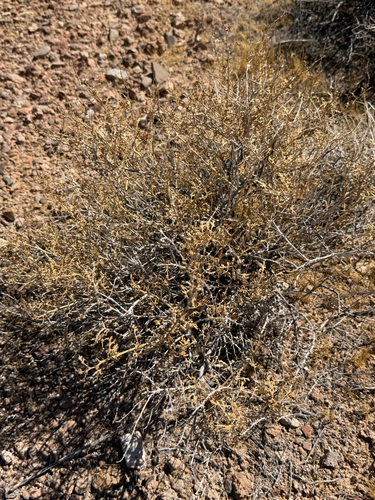 Ambrosia dumosa, photograph 5