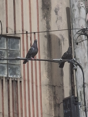 Feral Pigeon