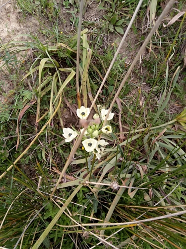 Ornithogalum arabicum image