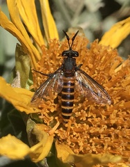 Phyllomydas scitulus