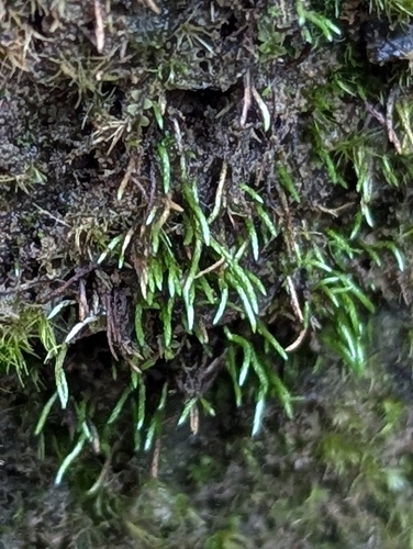 Anomobryum julaceum observed 2026-09-17