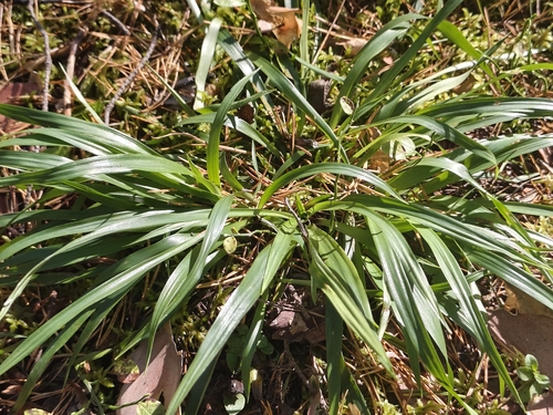 Luzula pilosa