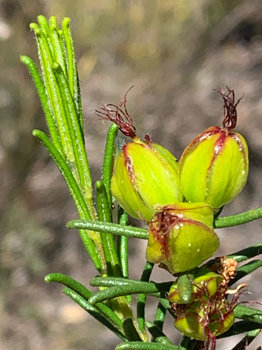 Ricinocarpos bowmanii observed 2026-09-16
