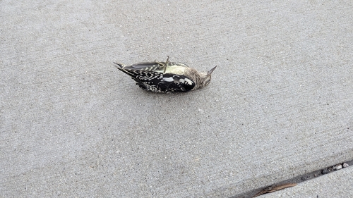 Yellow-bellied Sapsucker