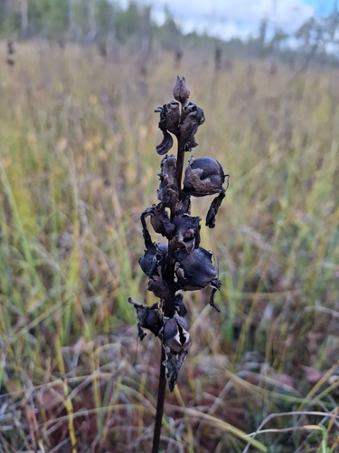 Moor-King Lousewort