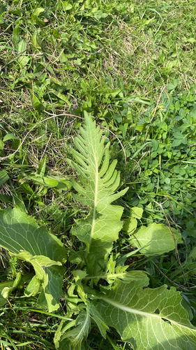 Horseradish