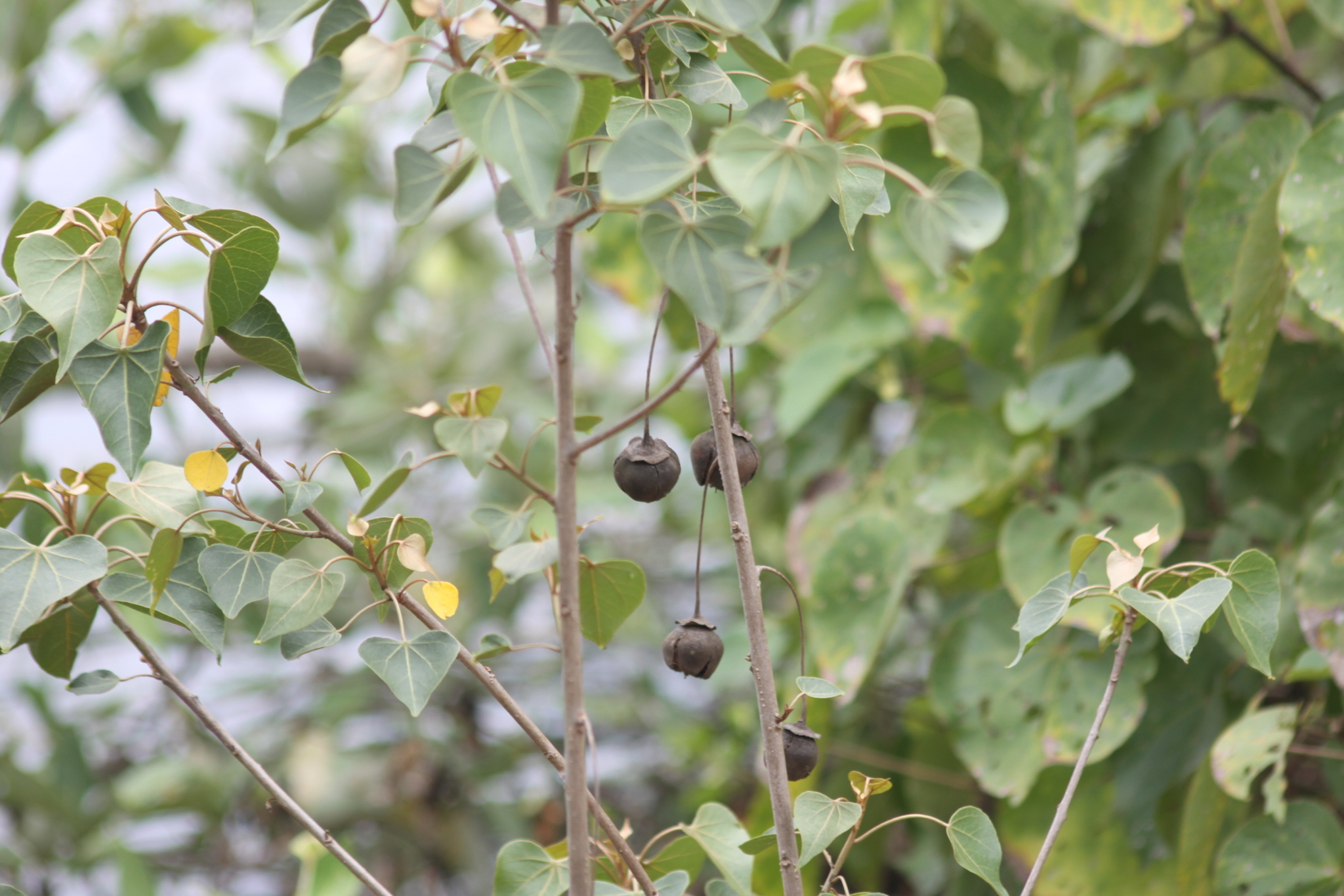 Thespesia populnea — ảnh 2