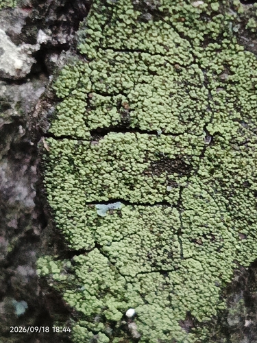 Calicium tigillare observed 2026-09-18