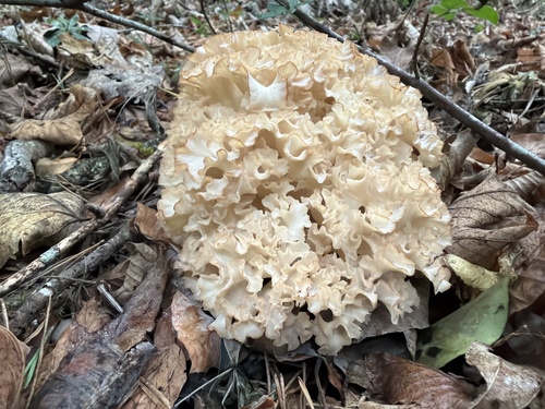 Cauliflower Fungus