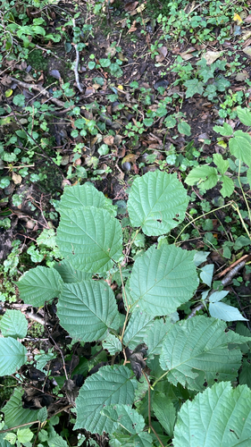 common hazel