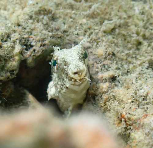 Petroscirtes mitratus observed 2026-09-12