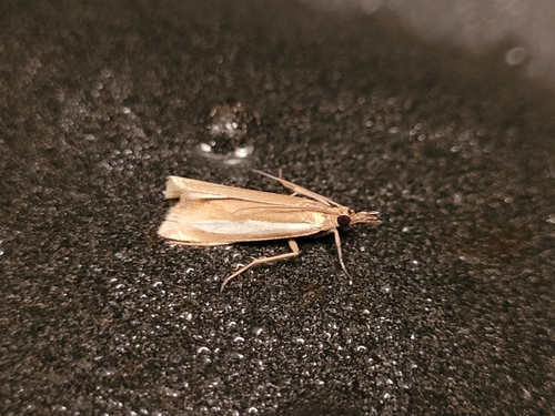 Common Grass-veneer