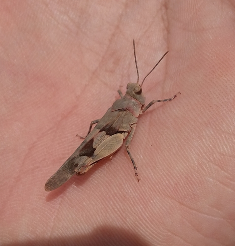 Sphingonotus diadematus