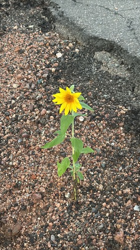 Common Sunflower
