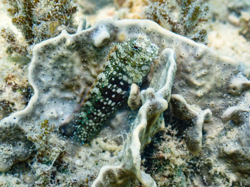 Jewelled Blenny