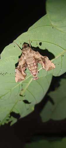 Even-banded hawkmoth