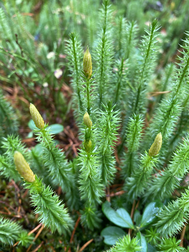interrupted clubmoss