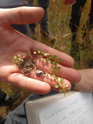 Water-purslane